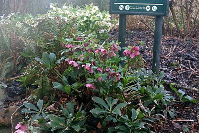 Park Hellebores.jpg