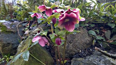 Park Helebores 2c.jpg