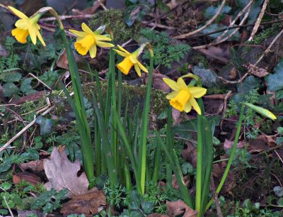 Spring Daffodils.jpg