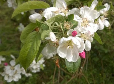 Wild Apple Blossom