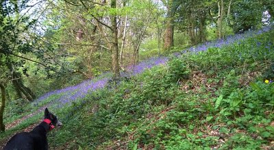 Peg Bluebell Photobomb