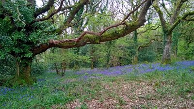 Bluebells old town park 1