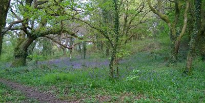 Bluebells Old Town Park 3.jpg