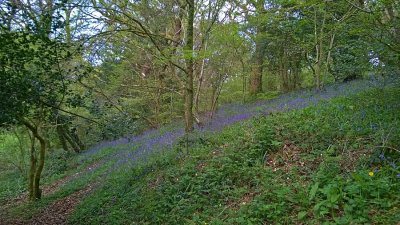 Bluebells Old Town Park 4.jpg