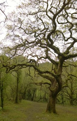 The Twisted Oak.jpg