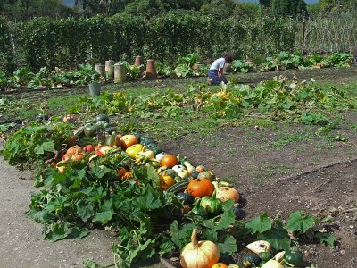 Lost Gardens of Heligan 5.jpg