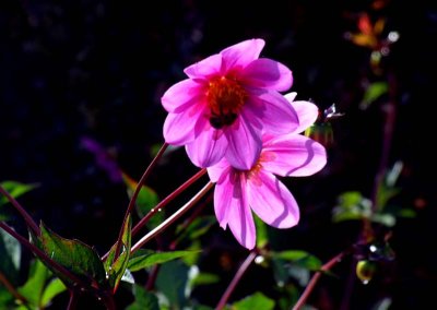 Japanese Anemones