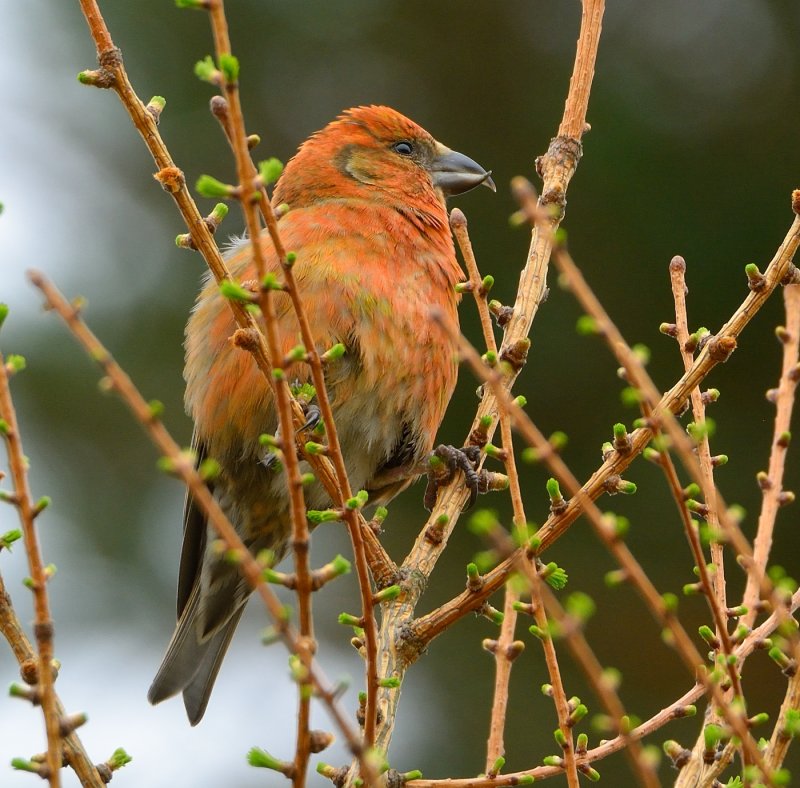 Common Crossbill 
