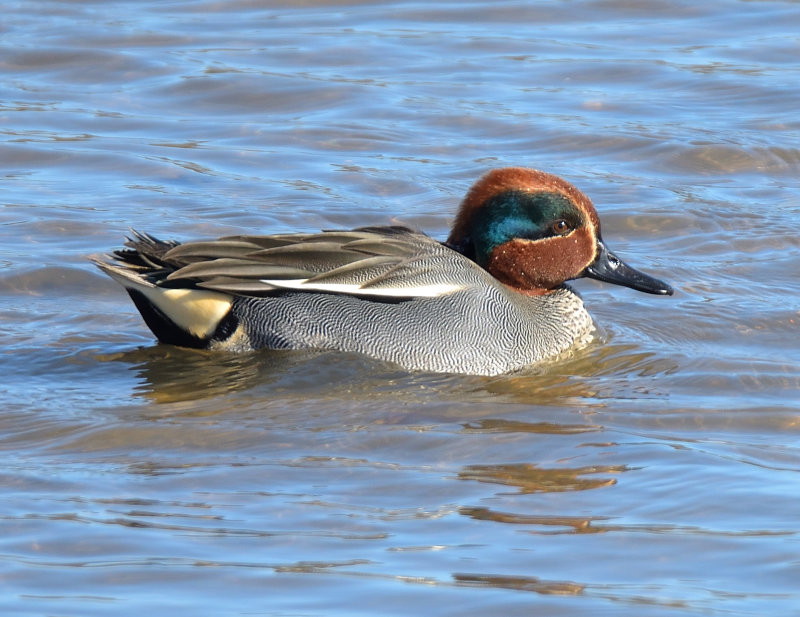 Teal