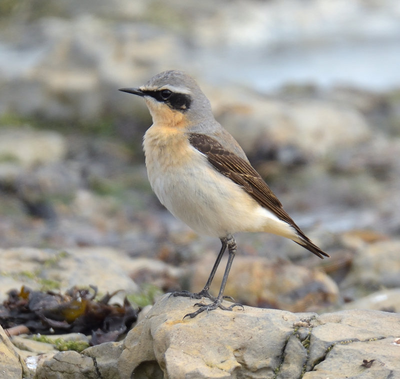 Wheatear