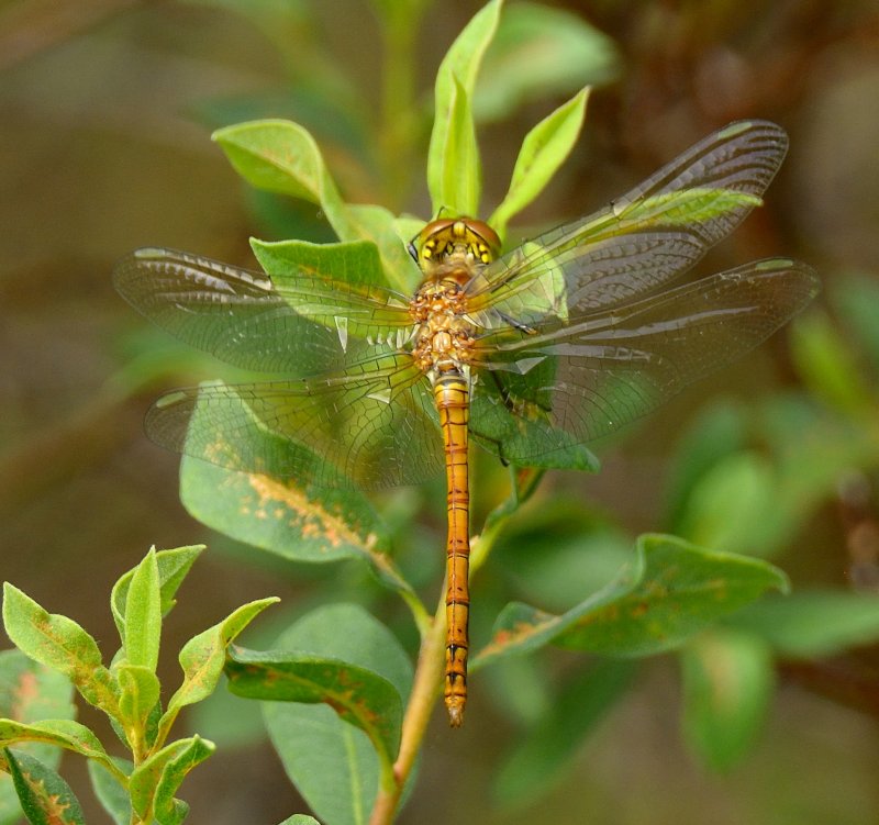 Highland Darter (female) 