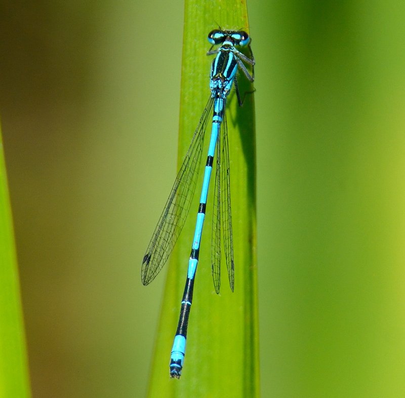 Azure Damselfly 