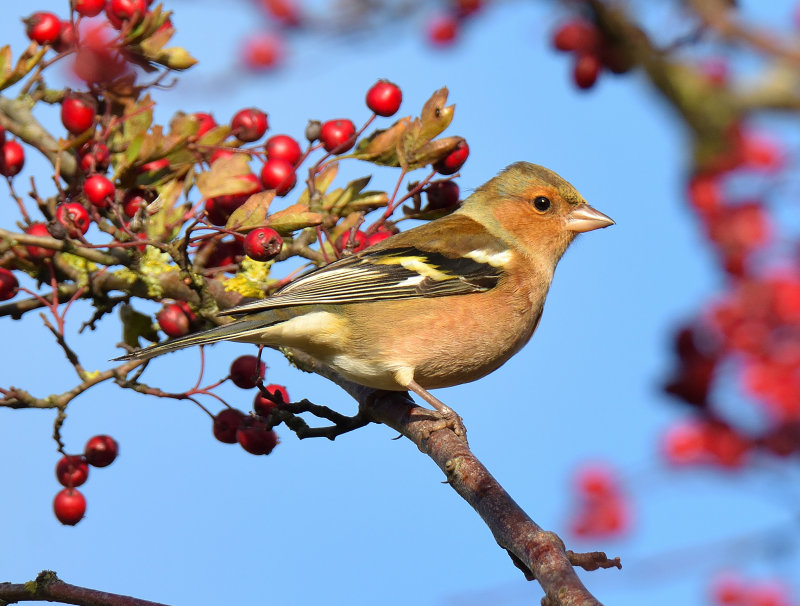 Chaffinch