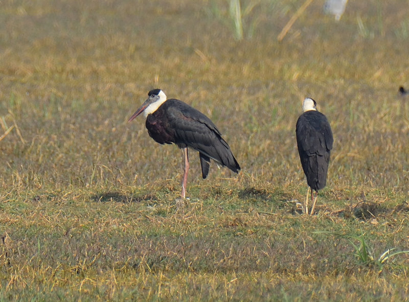 Woolly-necked Stork