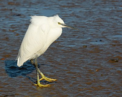 Little Egret