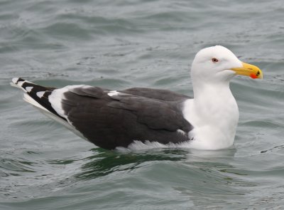 Great black backed Gull 