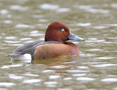 Ferruginous Duck