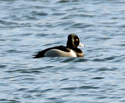 Ring-necked Duck 