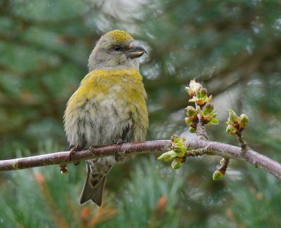 Common Crossbill 