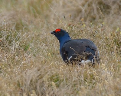 Black Grouse