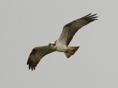 Osprey