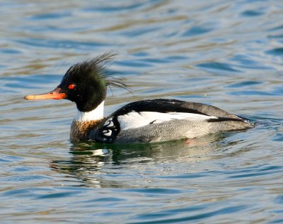 Red-breasted Merganser