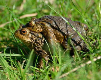 Common Toads