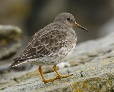 Purple Sandpiper