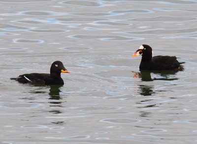 Surf Scoter