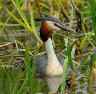 Great-crested Grebe 