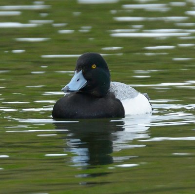 Scaup 