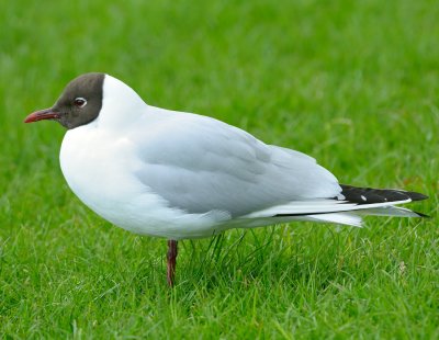 Black-headed Gull