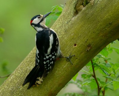 Great-spotted Woodpecker 
