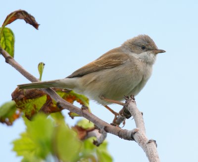 Whitethroat 