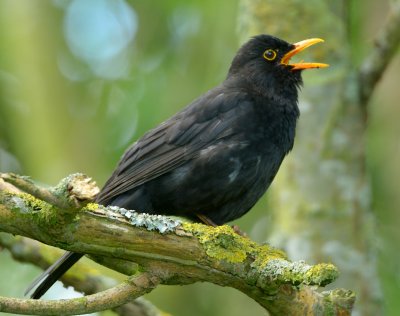 Blackbird