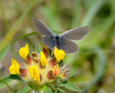 Small Blue 