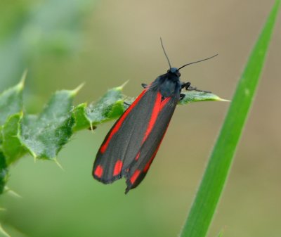 Cinnabar Moth 
