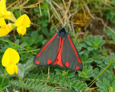 Cinnabar Moth 