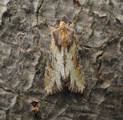 Clouded-bordered Brindle 