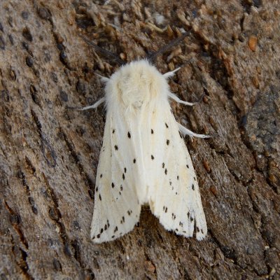 White Ermine 