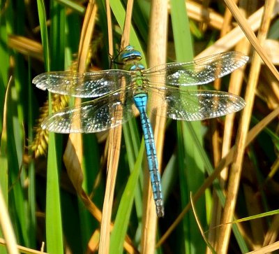 Emperor Dragonfly 