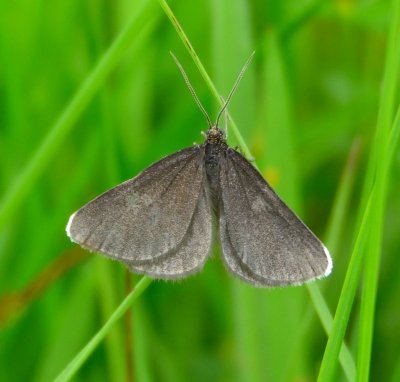 Chimney Sweeper 