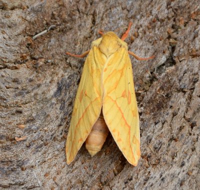 Ghost Moth (female) 