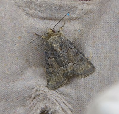 Dusky Brocade 