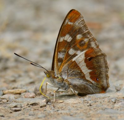 Purple Emperor 