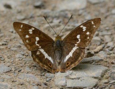 Purple Emperor 