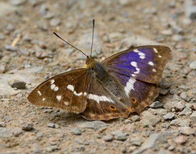 Purple Emperor 