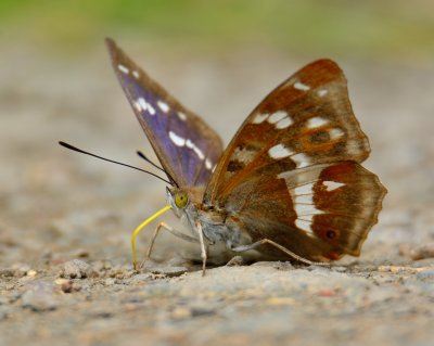Purple Emperor 