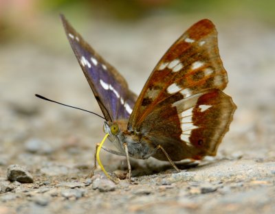 Purple Emperor 