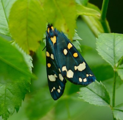 Scarlet Tiger 